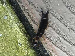 Image of Ringlegged earwig