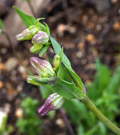 Image of Silene behen L.