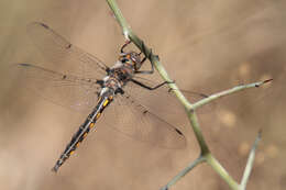 Image of Dot-winged Baskettail