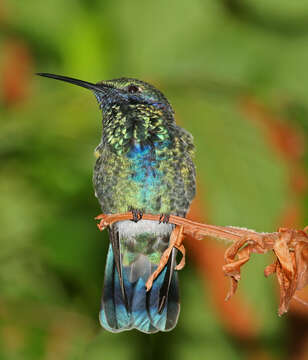 Image of violetear