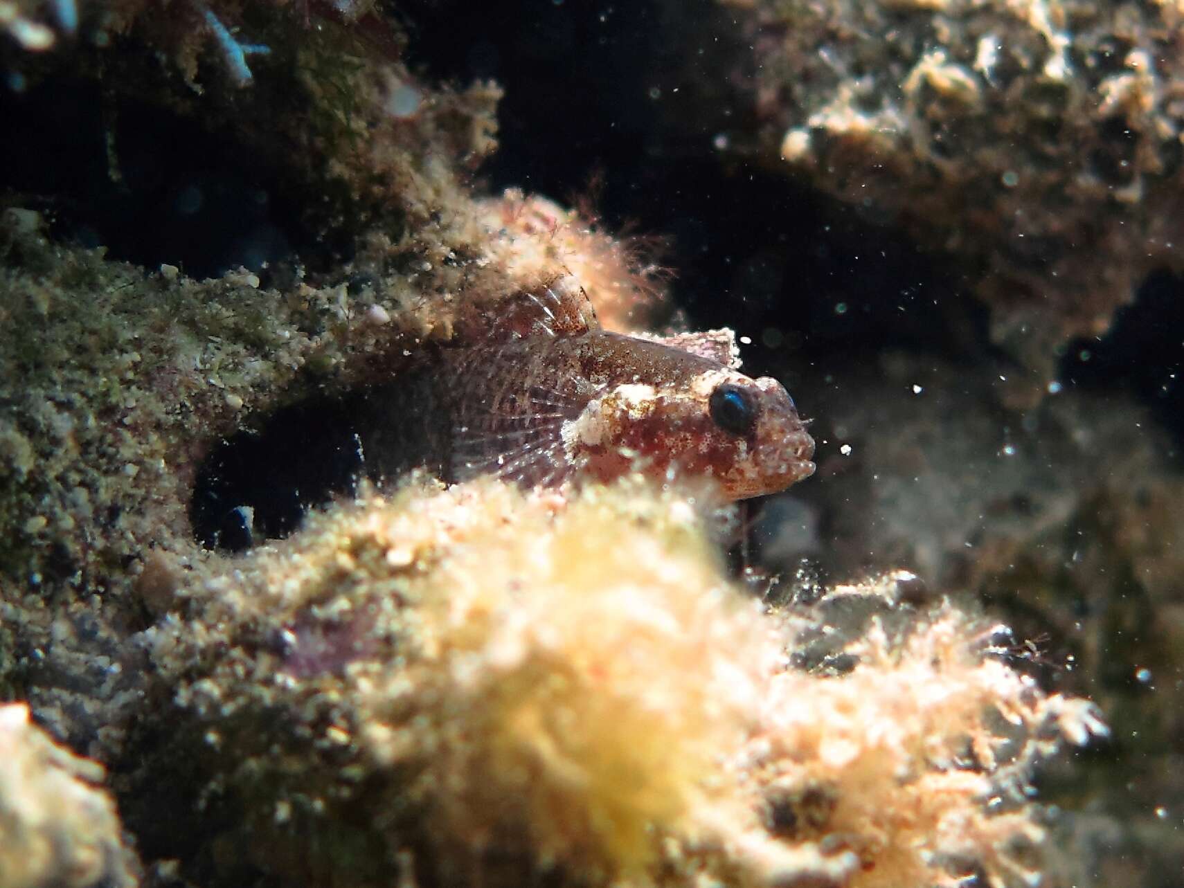 Imagem de Millerigobius macrocephalus (Kolombatovic 1891)