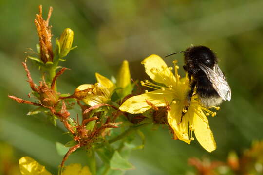 Image of Bombus soroeensis (Fabricius 1776)