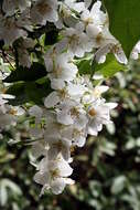 Image of sweet mock orange