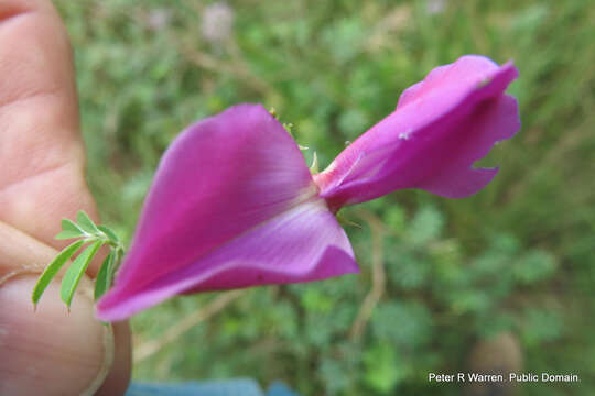 Image of Tephrosia grandiflora (Aiton) Pers.