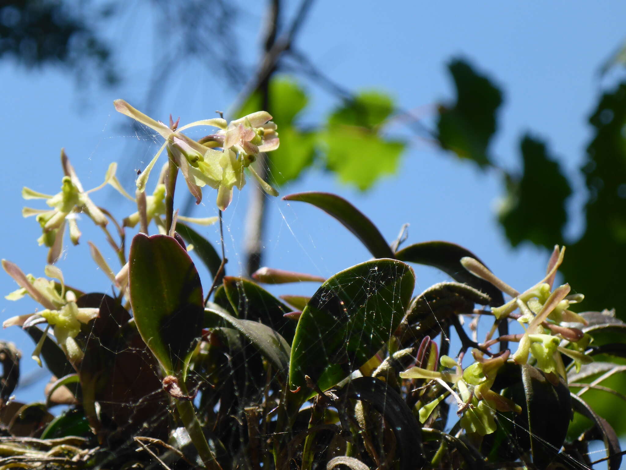 Image of green fly orchid