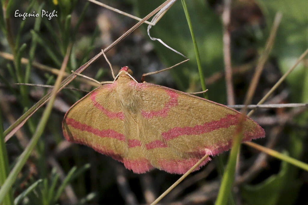 Rhodostrophia calabra Petagna 1787 resmi