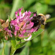 Imagem de Trifolium medium L.