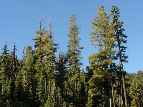 Image of western white pine