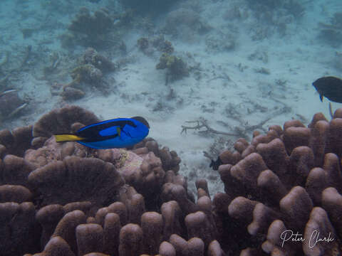 Image of Paracanthurus