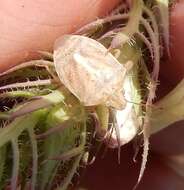 Image of Red-shouldered Stink Bug