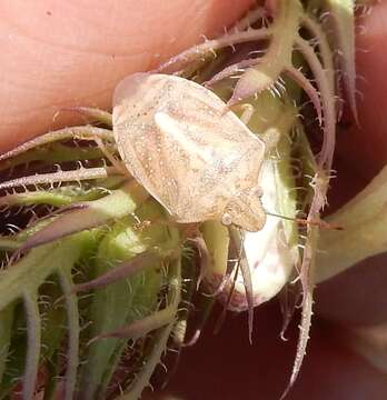 Image of Red-shouldered Stink Bug