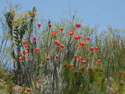 Image of Rocket pincushion