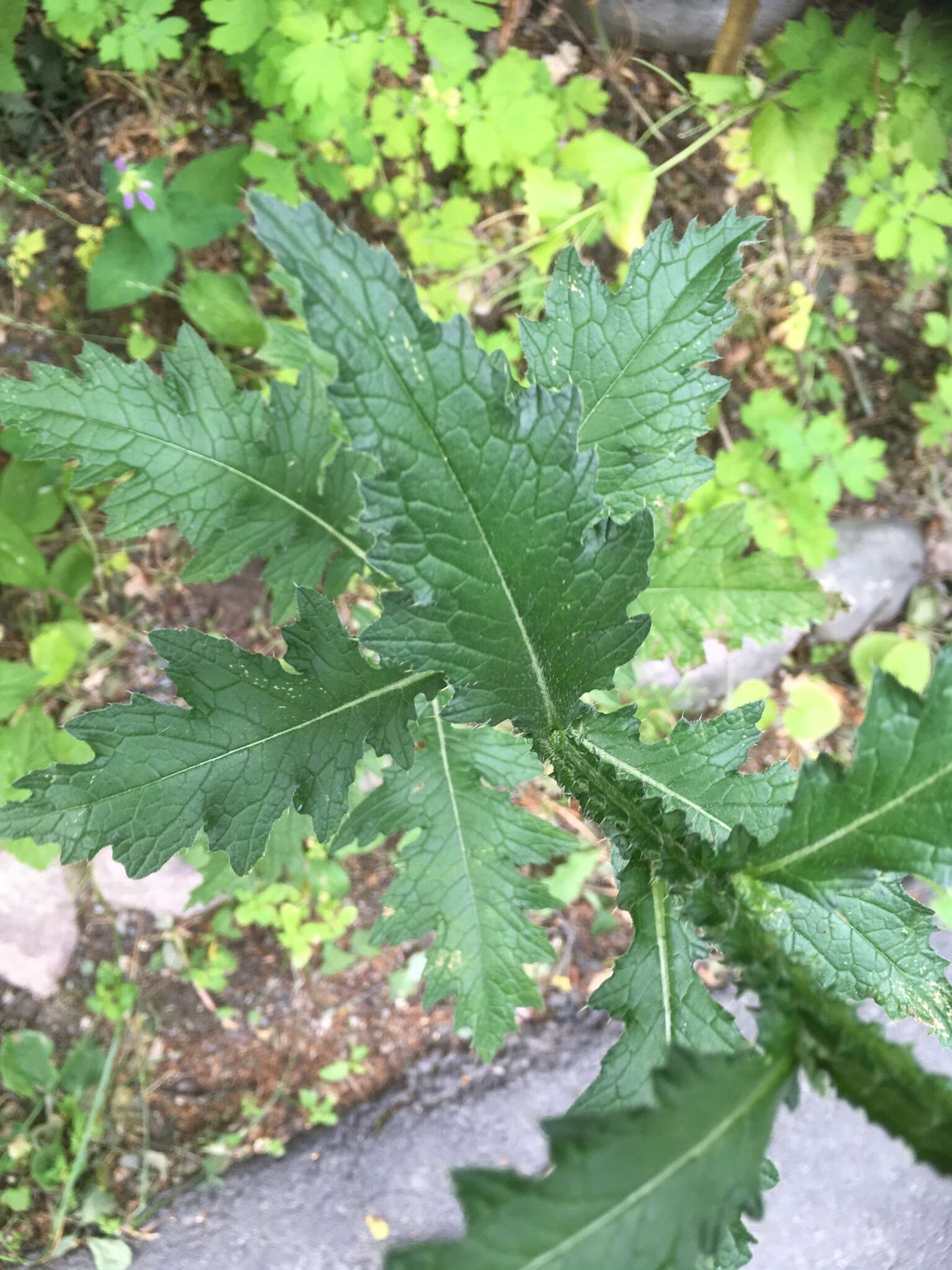 Image of curly plumeless thistle