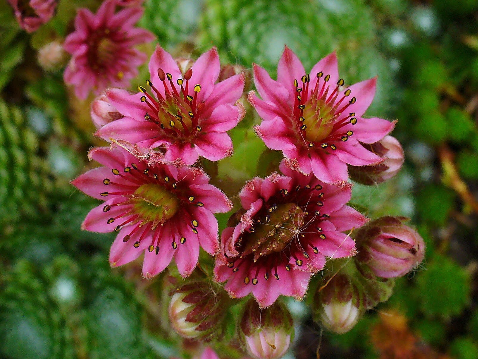 Image of Cobweb Houseleek