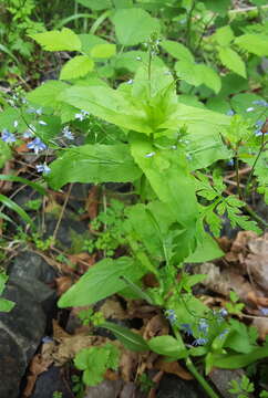 Image of American speedwell