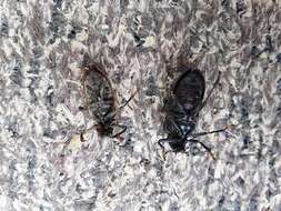 Image of Cedar Beetle