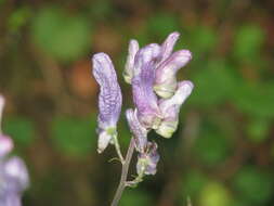 Imagem de Aconitum lycoctonum subsp. moldavicum (Hacq.) J. Jalas