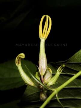 Imagem de Ceropegia odorata Nimmo