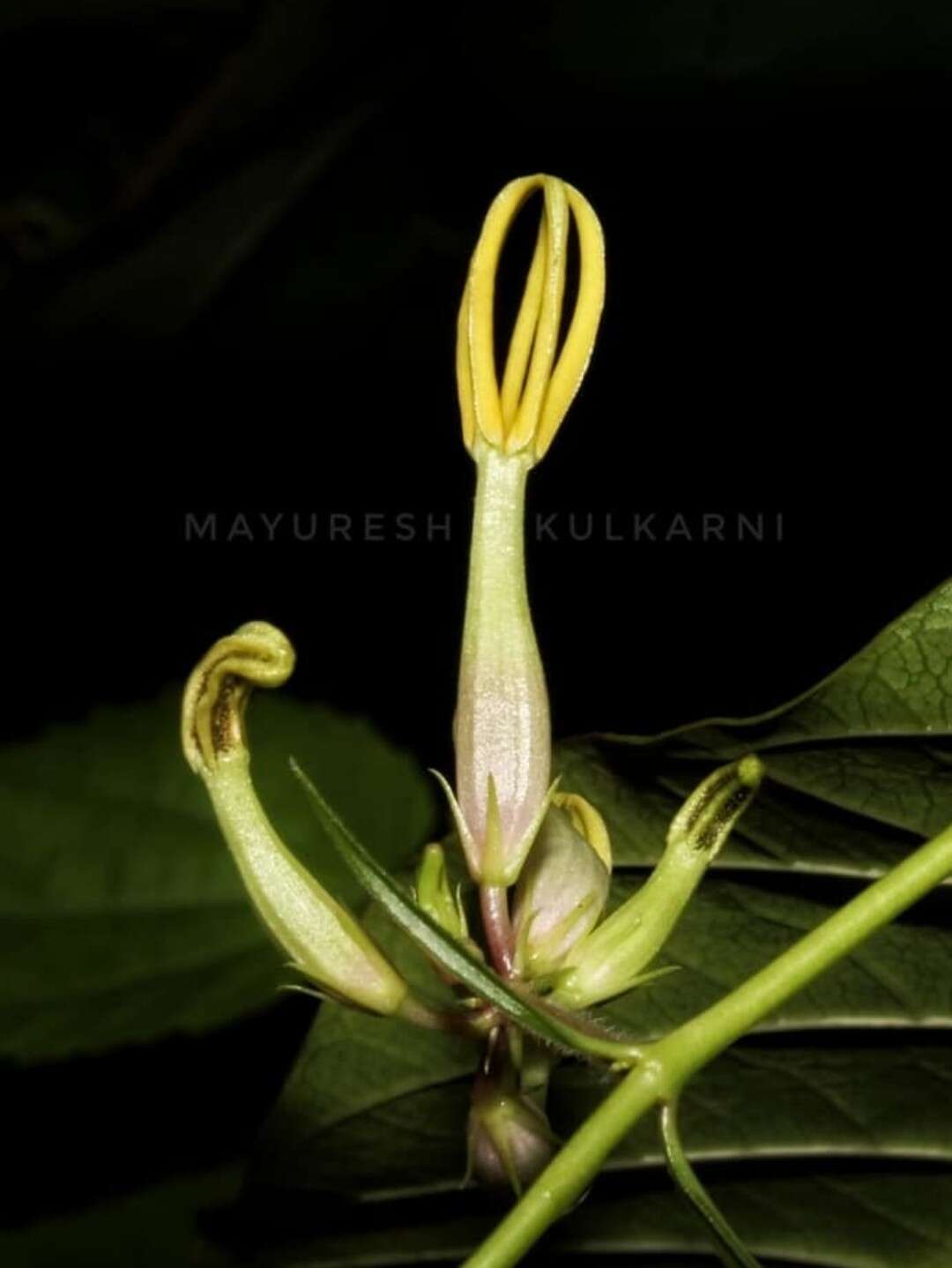 Image of Ceropegia odorata Nimmo