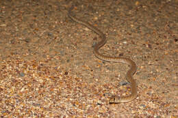 Image of Black-headed Scaly Foot