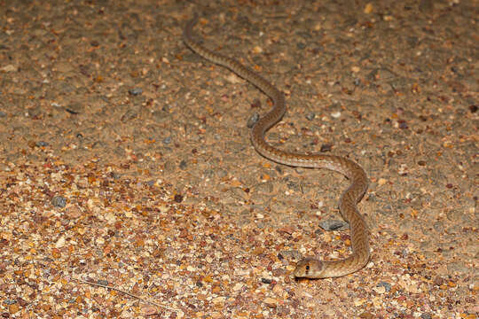 Image of Black-headed Scaly Foot