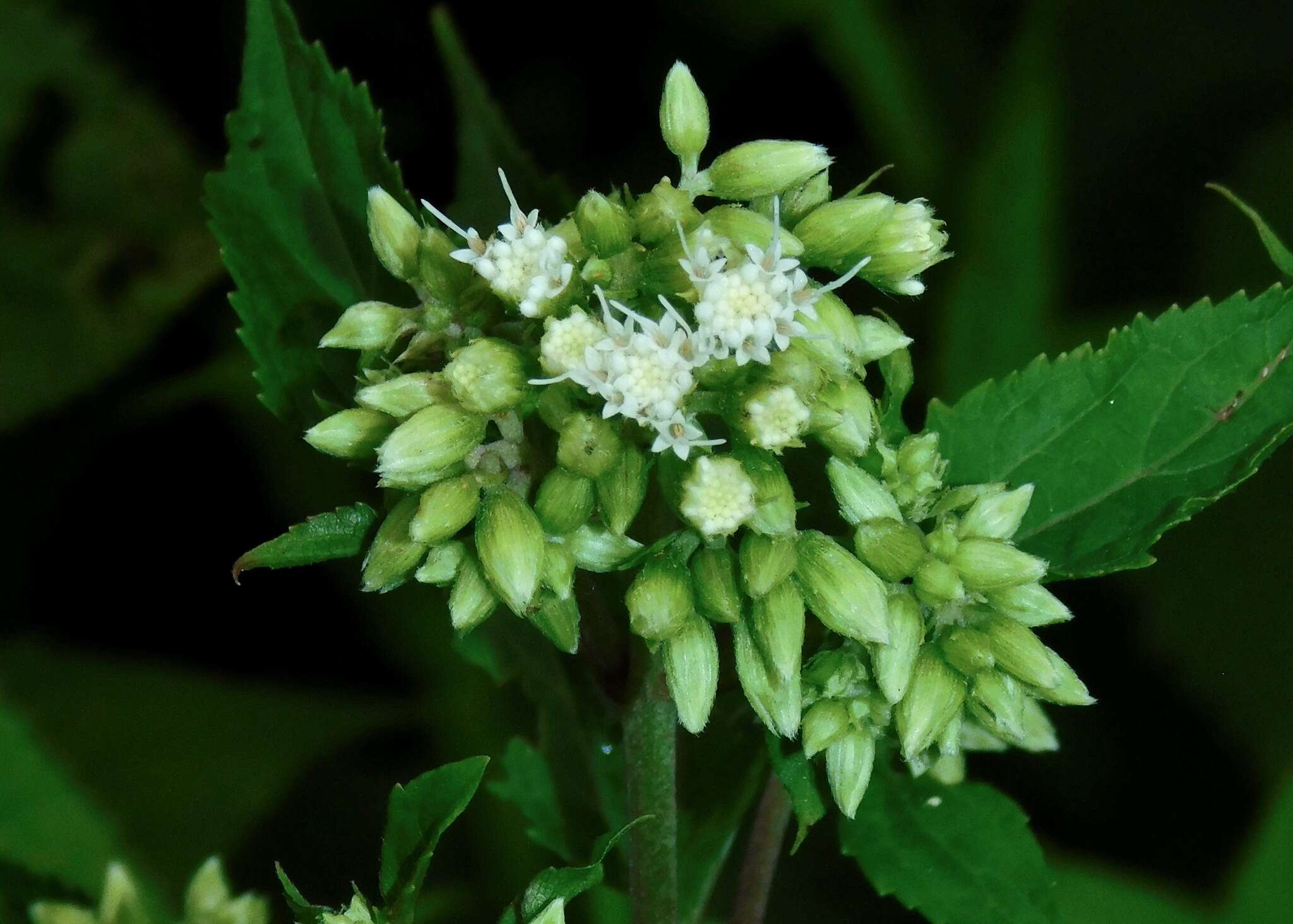 Image of Ageratina roanensis