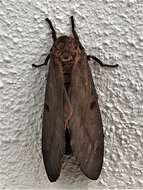 Image of Pine Devil Moth