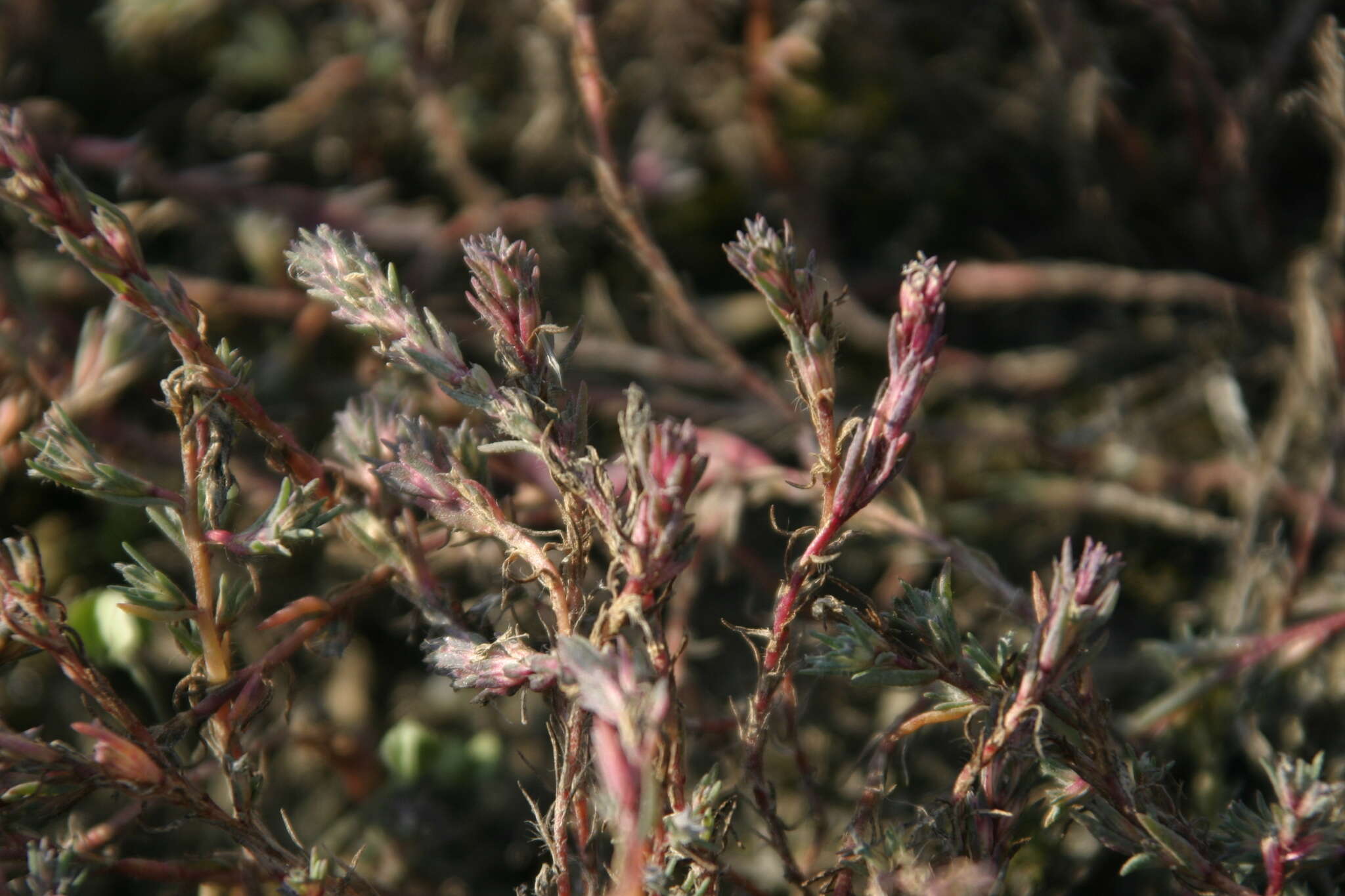 Слика од Camphorosma annua Pall.