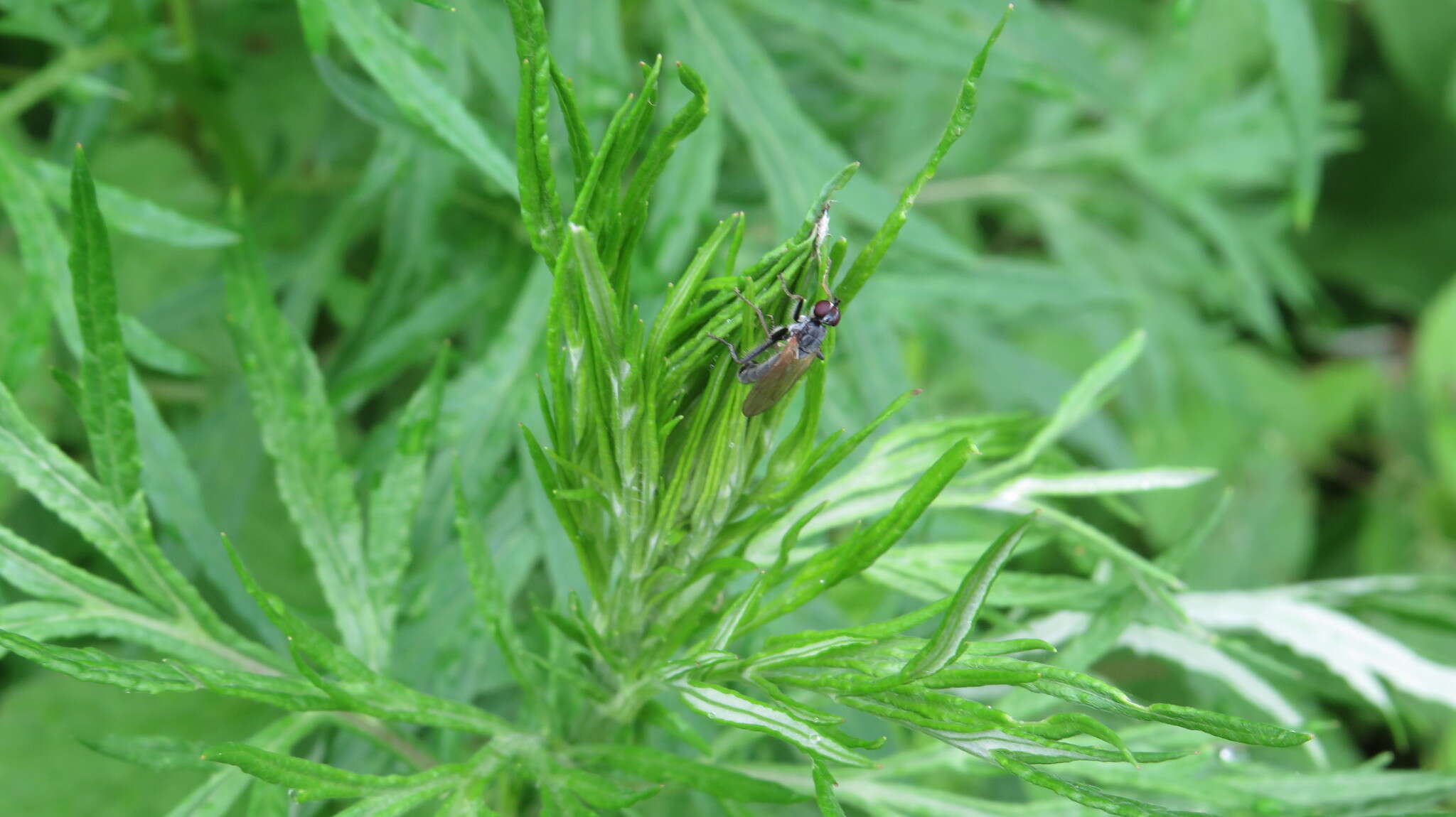 Sivun Cordilura pubera (Linnaeus 1758) kuva