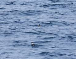 Image of Craveri's Murrelet