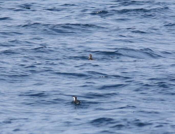 Image of Craveri's Murrelet