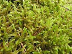 Image of big red stem moss