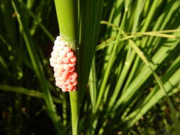 Image of Channeled Applesnail