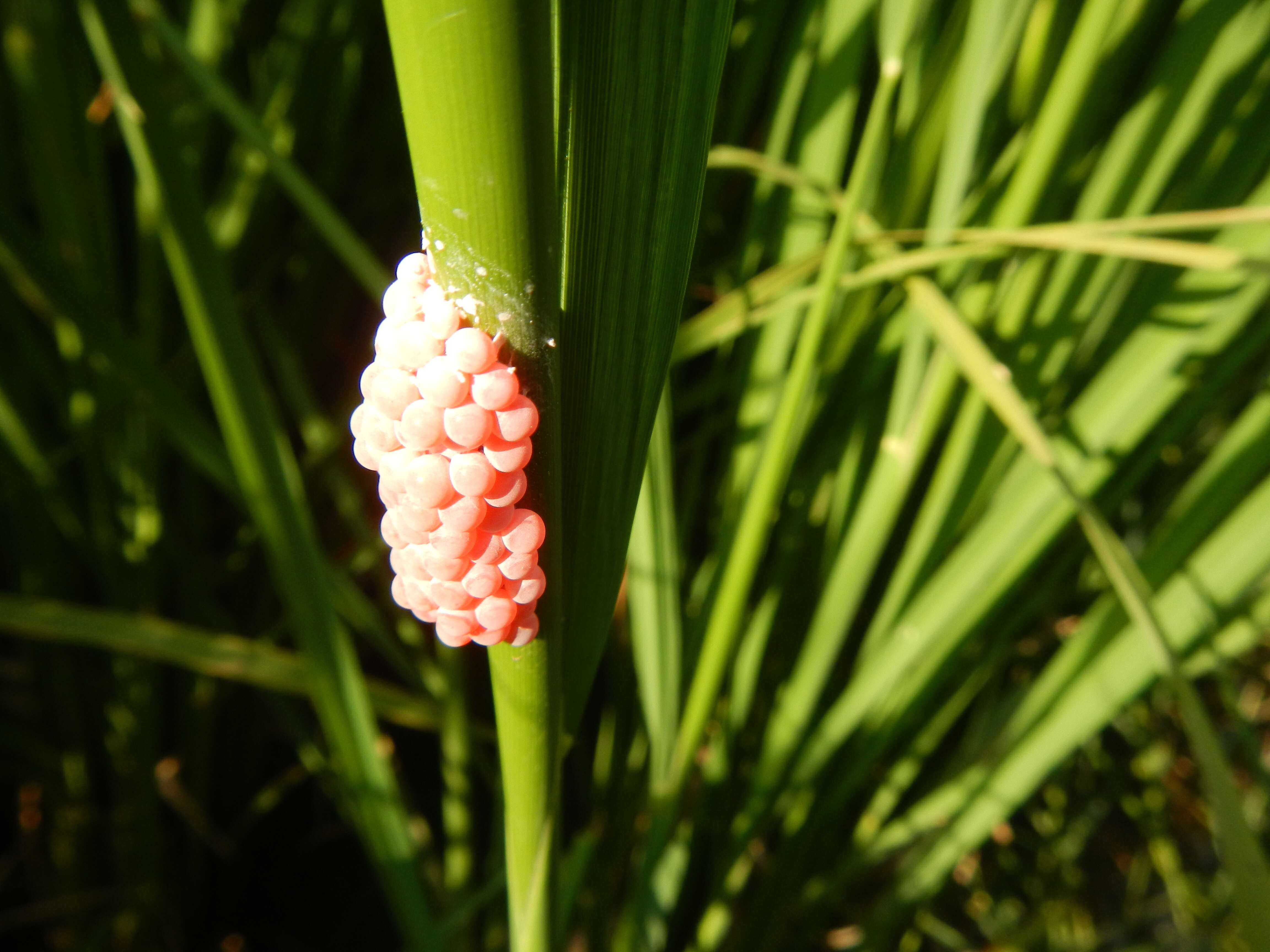 Image of Channeled Applesnail