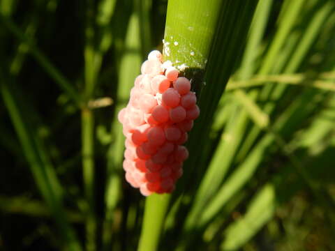 Image of Channeled Applesnail