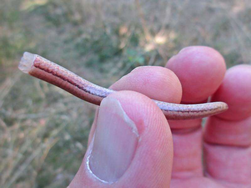 Image of Slow worm