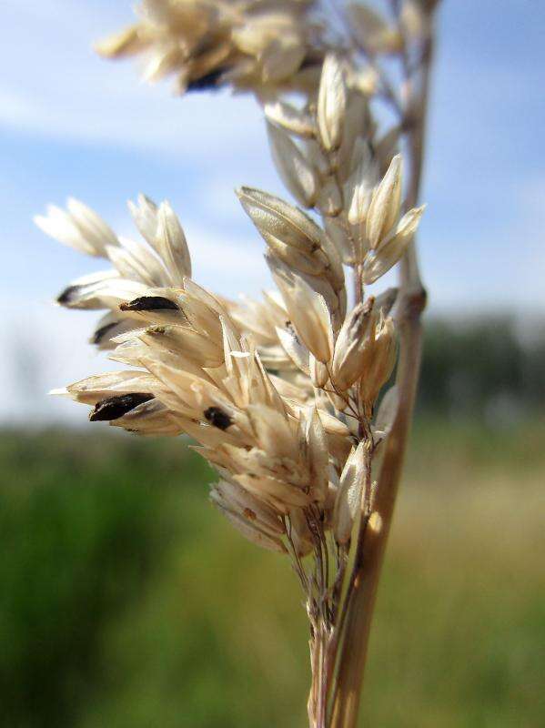 Image of Ergot