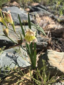 Image of Gladiolus scullyi Baker