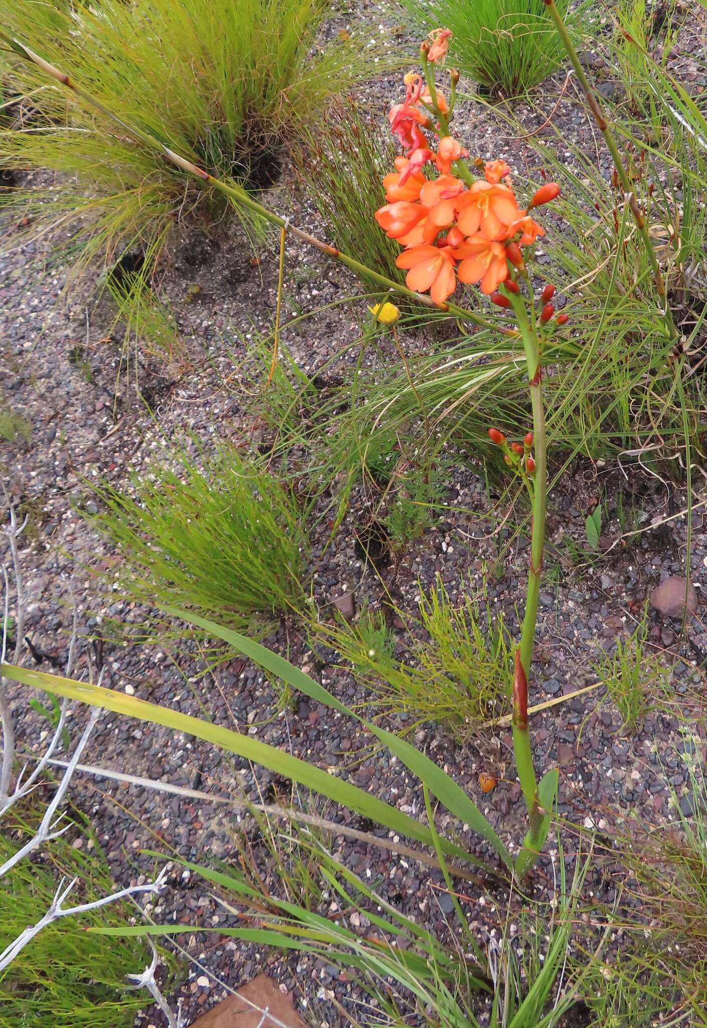 Imagem de Pillansia templemannii (Baker) L. Bolus