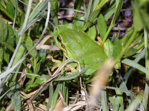 Image of Common tree frog