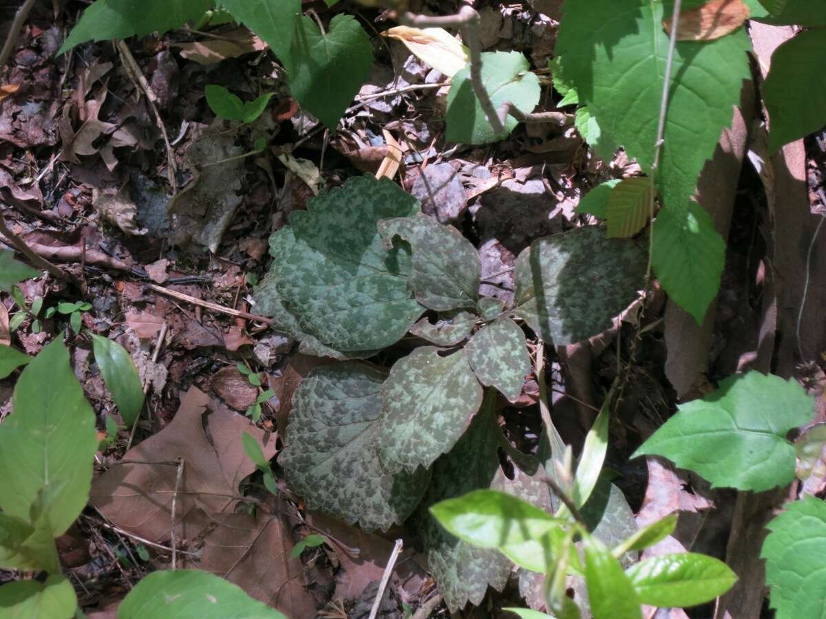 Image de Pachysandra procumbens Michx.