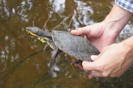 Image of Manning River snapping turtle