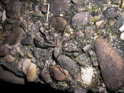 Image of Giant House Spider