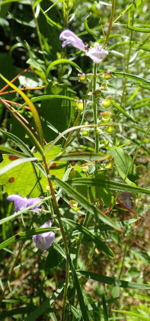 Image of Florida skullcap