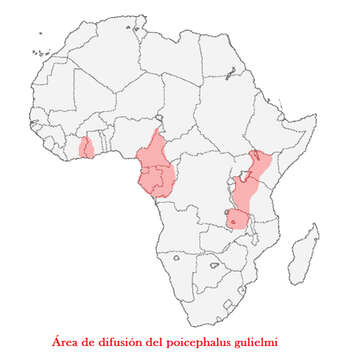 Plancia ëd Poicephalus gulielmi (Jardine 1849)