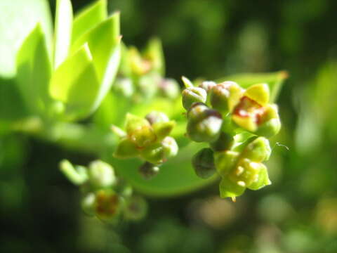 Image of Coastal tannin-bush