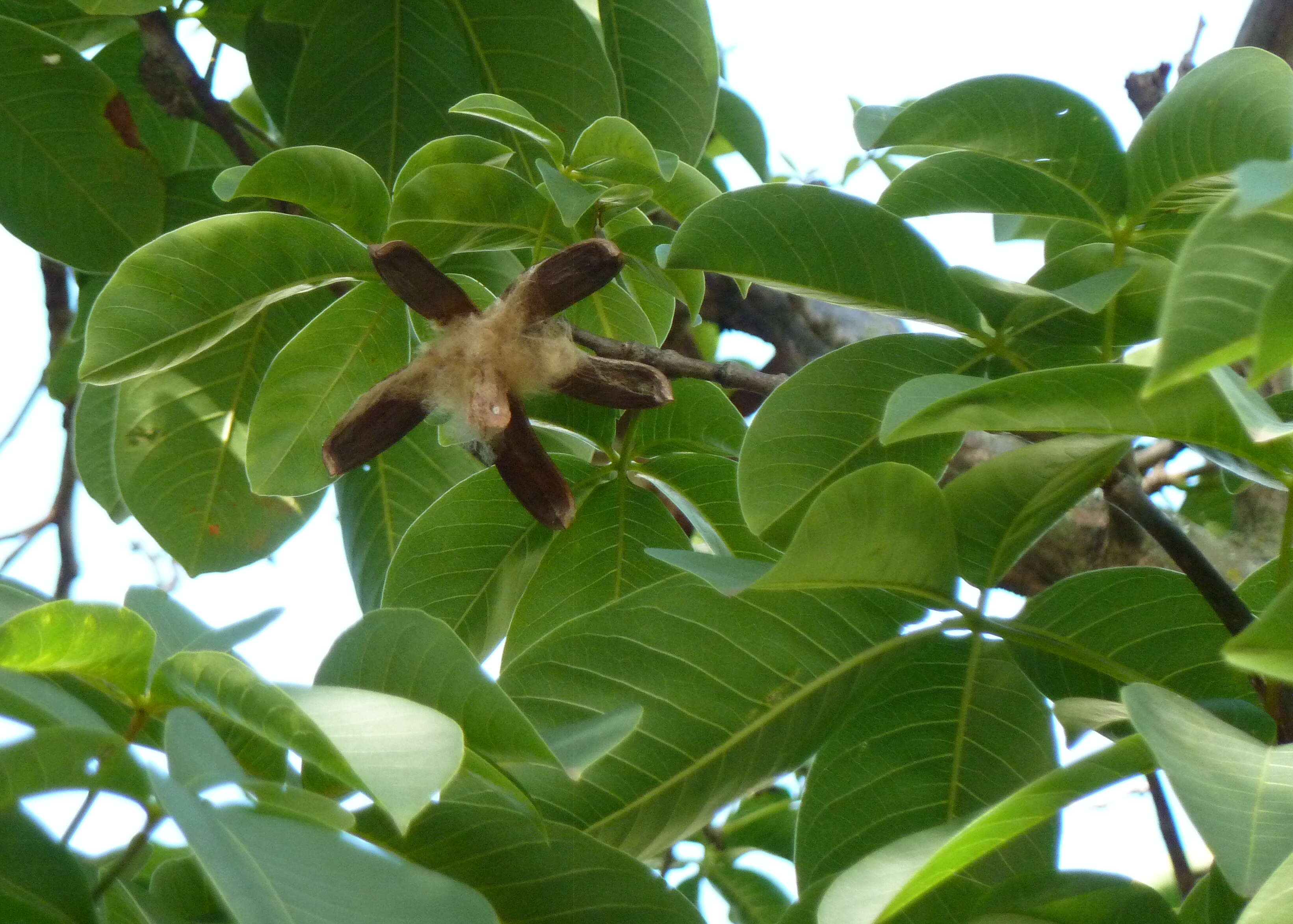 Image of ceiba