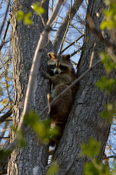 Image of raccoons