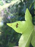 صورة Camponotus americanus Mayr 1862