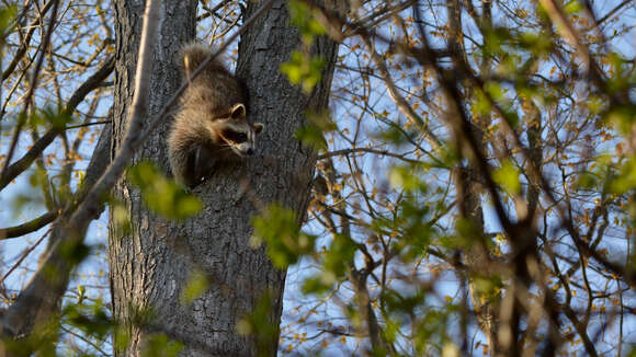 Image of raccoons